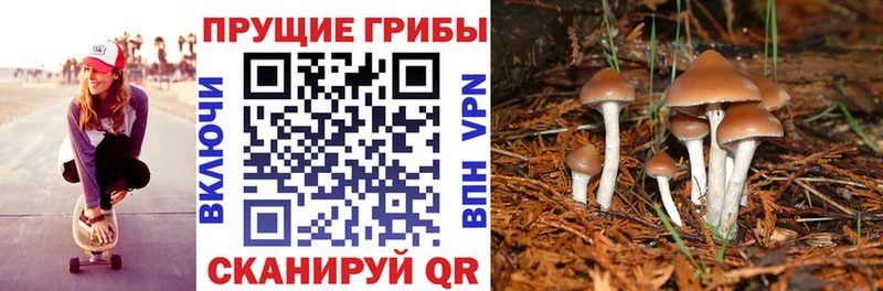 Псилоцибиновые грибы ЛСД  нарко площадка какой сайт  Анива 